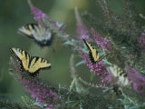 A Group of Yellow Swallowtail Butterflies on Flowers