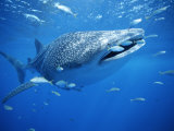 Small Fish Swim Along with a Whale Shark  Rhincodon Typus