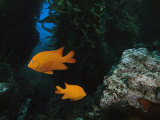 Two Garibaldi Fish