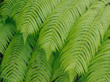 Close View of Tree Ferns or Hapuu-Pulu