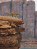 A Mountain Lion Pauses at the Edge of a Cliff