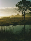 Scenic View of the Misty Marsh Landscape