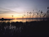 Marsh Grasses and Sunset