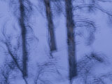 A Cold Wintry View of Leafless Trees in a Snowy Landscape