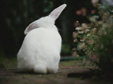 Rear View of White Rabbit in Garden