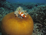 Clown Anemonefish Swim Past a Large Sea Anemone