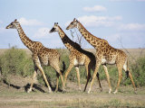 Three Giraffes Walk Together