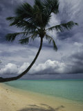 Lone Palm Tree and its Shadow on a South Pacific Beach