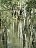 A Great Egret Wading Through a Swamp