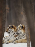 Two Siberian Tigers at Rest