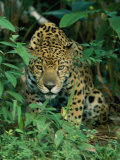 A Jaguar Crouches in the Forest