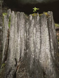 A Spruce Seedling Sprouts from the Stump of a Pine Tree Killed by Fire