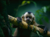A Capuchin Monkey  Orphaned after Poachers Killed its Mother  Sits in a Tree