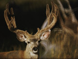 A Buck with His Antlers in Velvet