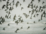 A Flock of Birds in Flight