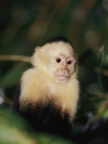A White-Faced Monkey in a Tree