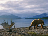 A Grizzly Ambles Past the Weathered Antlers of a Moose on the Shores of Naknek Lake