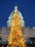 View of the National Christmas Tree Standing Before the Capitol