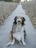 A Sheltie Dog Smiles While Sitting on a Neighborhood Sidewalk