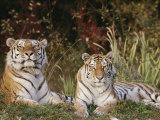 A Portrait of Two Captive Siberian Tigers