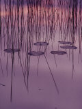 Yellow Pond Lilies