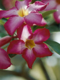 Close View of a Tree Blossom