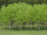 Aspen Trees Wear the Vivid Green of New Growth in Black Hills National Forest