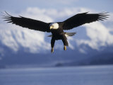 Bald Eagle Descends along the Shores of Southeast Alaska