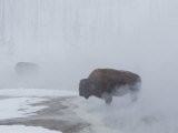 American Bison Graze in a Cloud of Fog Caused by Melting Snow