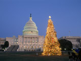 View of the National Christmas Tree Standing Before the Capitol