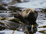 A Sea Otter Has Wrapped Himself with Kelp as an Anchor for a Nap