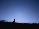 A Twilight View of a Silhouetted Kangaroo