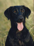 Portrait of a Black Labrador Dog