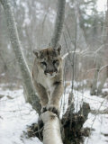 A Mountain Lion Walks Along a Tree Branch in Winter