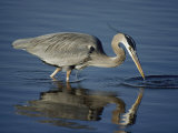 A Great Blue Heron Wades on Stilt-Like Legs While Foraging for Food