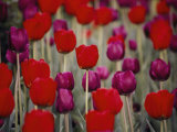 Bright Red and Purple Tulip Blossoms on Long Green Stems Grace the Hotel Gardens