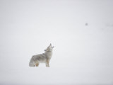 A Coyote Throws Back His Head and Howls