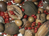 Walnuts  Acorns  Berries  and Persimmons