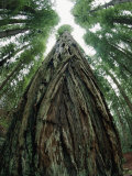 The Gnarled Bark of a Tree Trunk