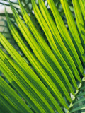 Close View of Palm Fronds