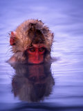 Baby Japanese Macaque (Snow Monkey) Bathing in Natural Hot Springs