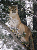 Beautiful Shot of a Mountain Lion in a Snowy Tree