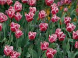 Pretty Pink Tulips with White Edges Fill a Flower Bed