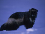 Portrait of a Wolverine in the Arctic Snow