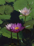 Fragrant Water Lily Flowers