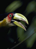 Red-Breasted Toucan