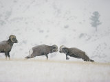 American Bighorn Rams Square off in a Duel