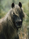 Portrait of a Chincoteague Pony