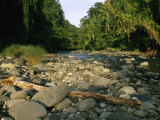 Stone-Filled Creek in a Woodland Setting