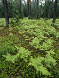 Woodland View in a Pine Forest with Ferns